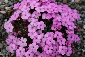 Dianthus 'Eileen Lever' - 8cm pot 